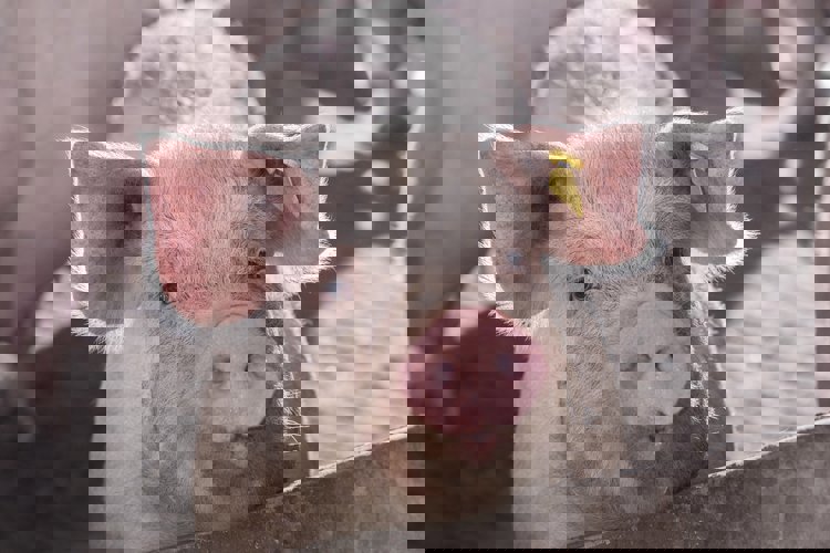 Podpora  při hospodaření s krmivy a vodou