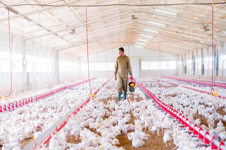 Produkce bez antibiotických stimulátorů růstu