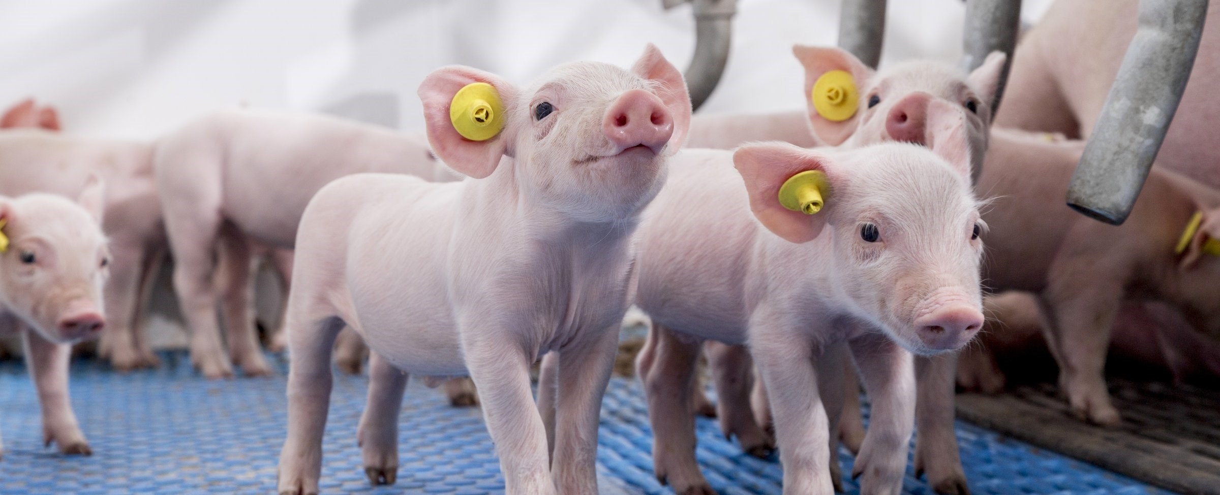 Preventing disease in piglets