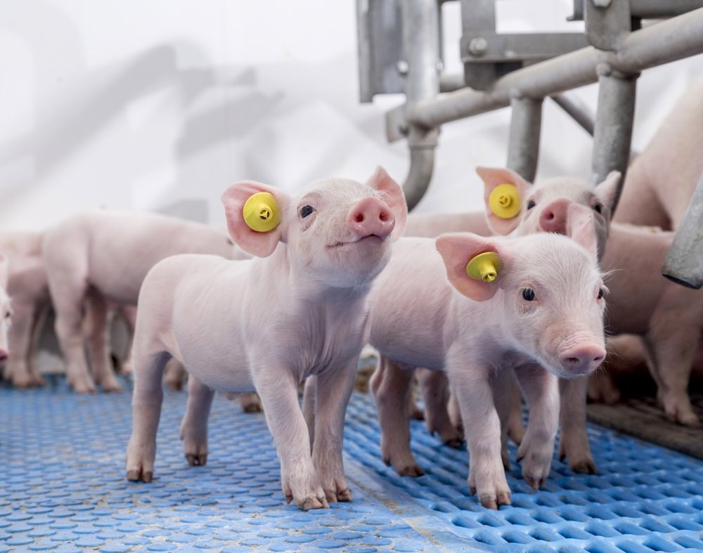Preventing disease in piglets