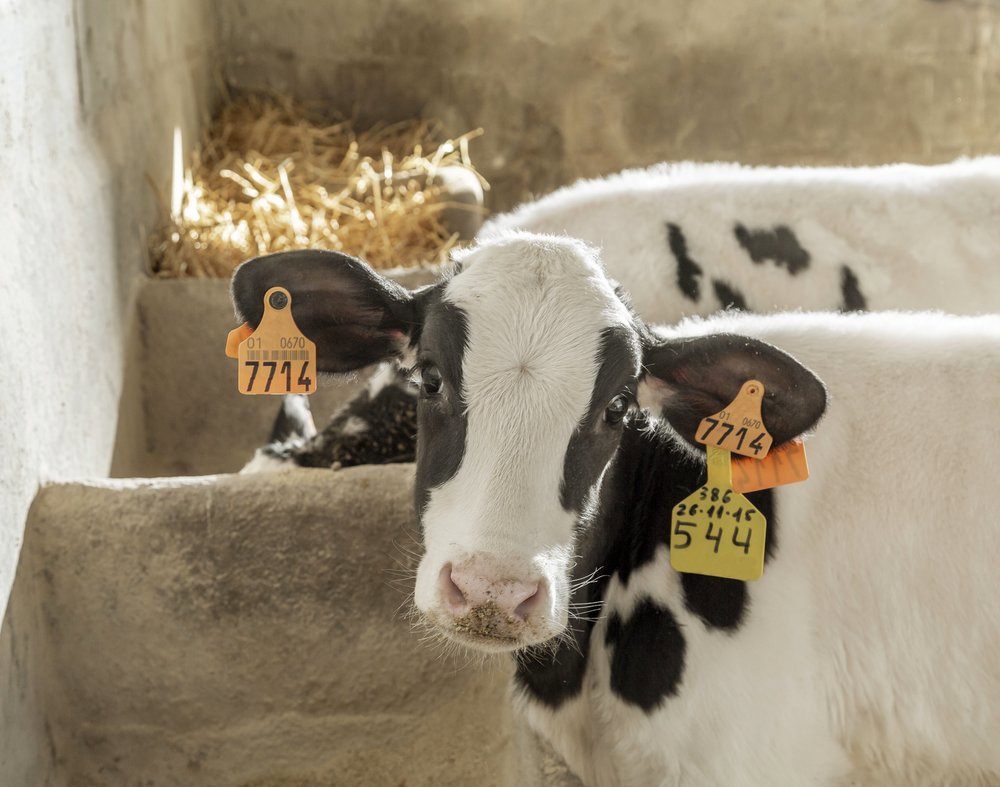 Recognising the impact of diarrhoea in calves