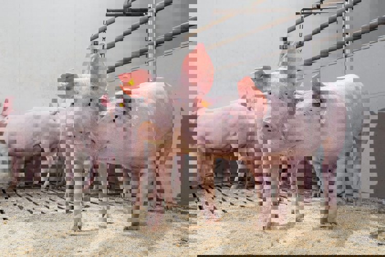 Snížené používání antimikrobiálních látek