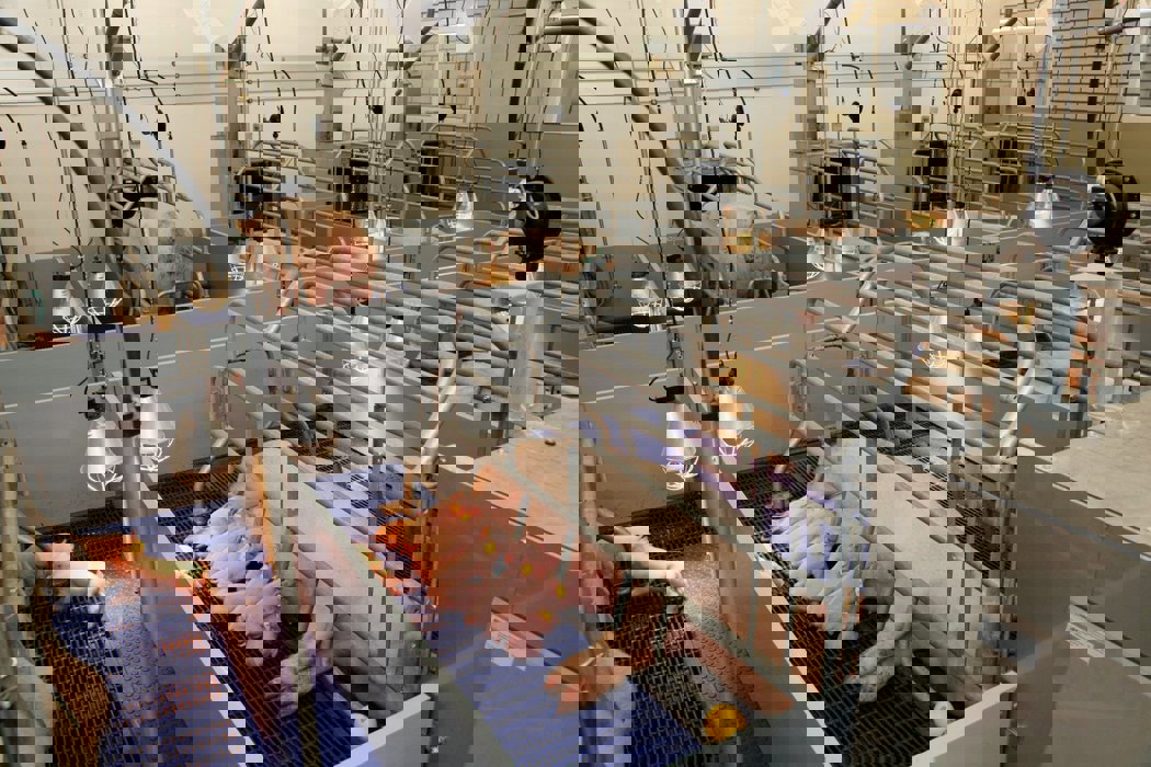 Výzkumníci v oblasti prasat se zaměřují na inovativní řešení