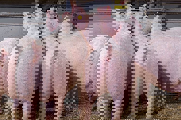 Podpora rovnoměrného růstu a uniformity 