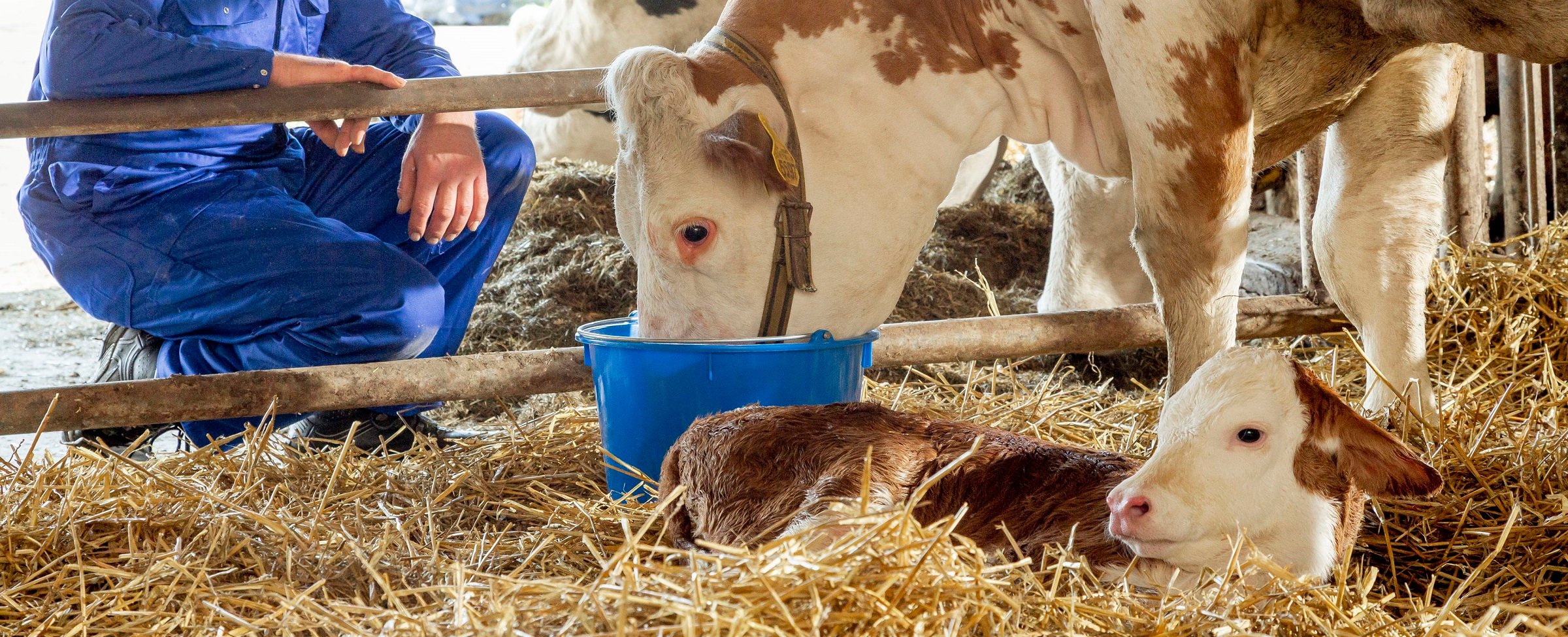 Feeding Reviva after calving will boost your cows’ vitality