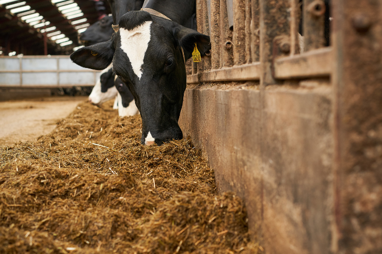 Minerální výživa v rovnováze