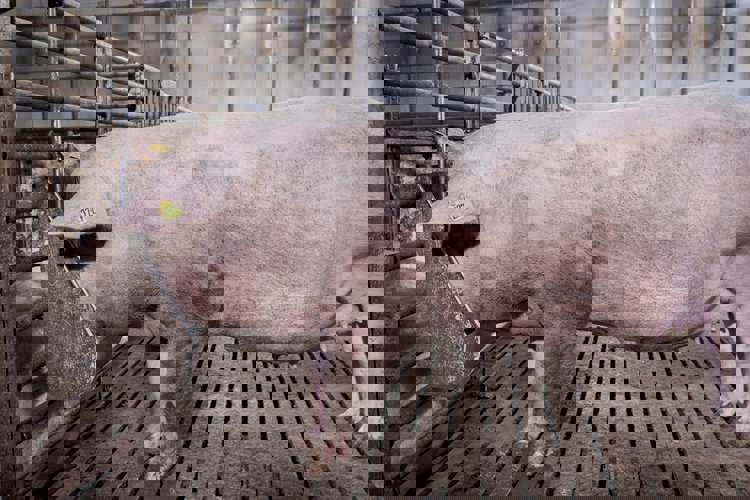 Kvalita krmiva a příjem vody