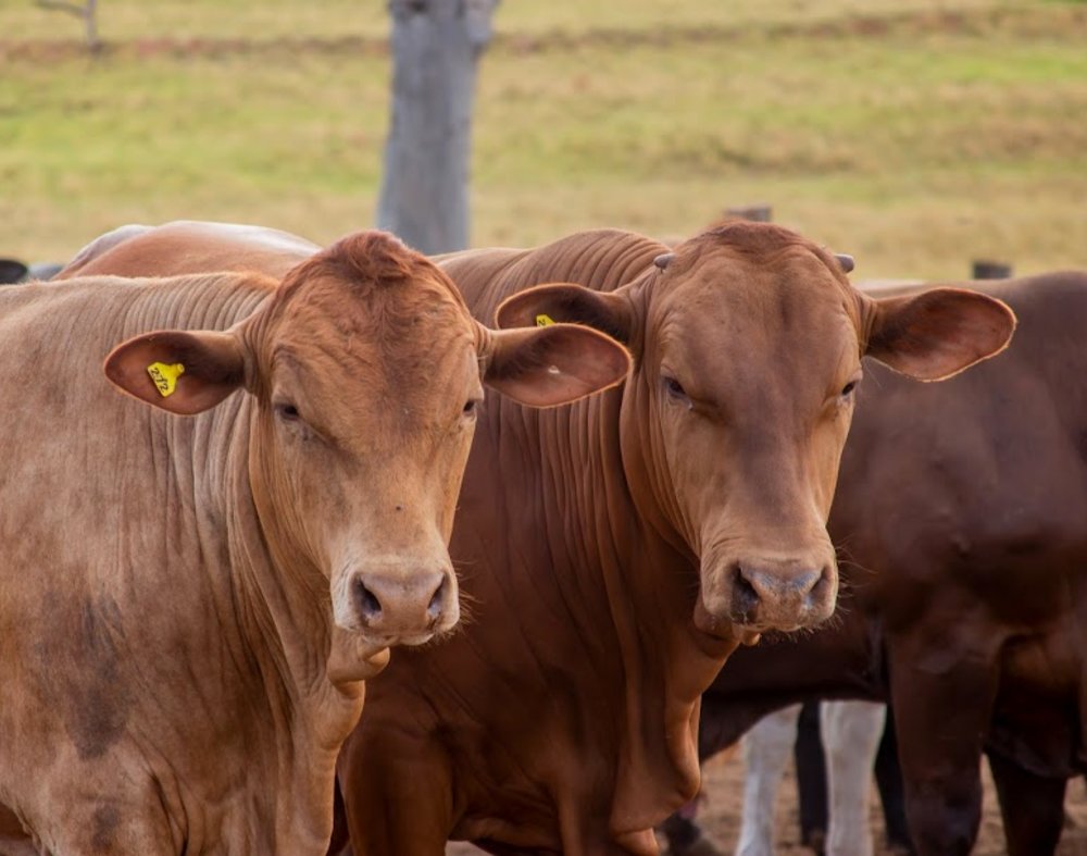 Brahman bulls eating at a feedlot in BrazilTwo red angus looking at the camera