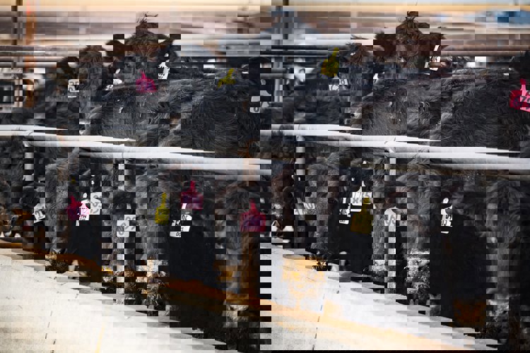 Zvládnutí respiračních problémů