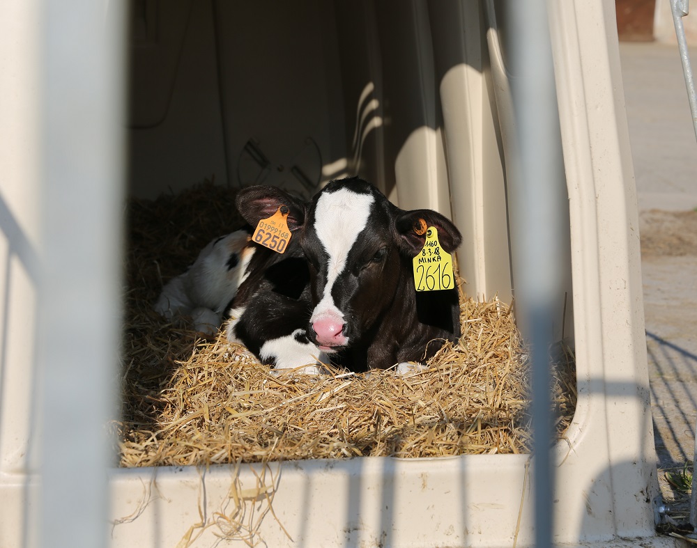 LifeStart feeding programme for sustainable and profitable future production