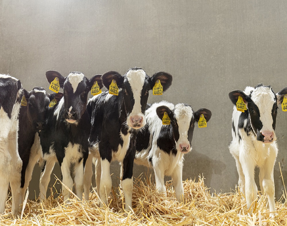 Managing your calf’s good health