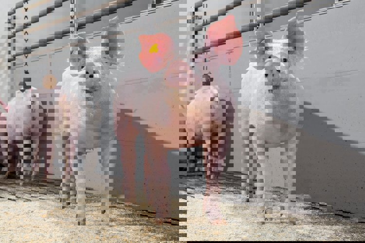 Kontrola salmonely na předvýkrmu a prasat ve výkrmu