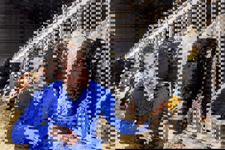 Zdraví dojnic a plodnost