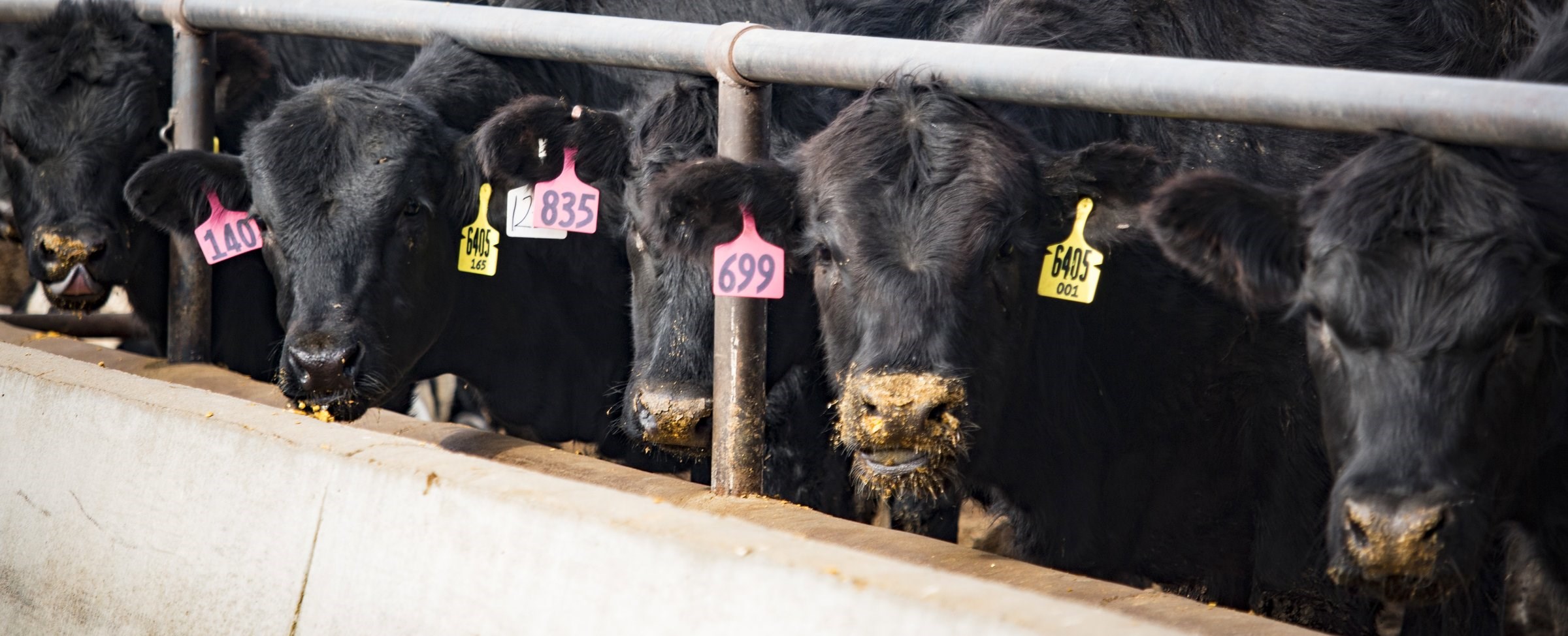 Preventing bovine respiratory disease (BRD) in finishers