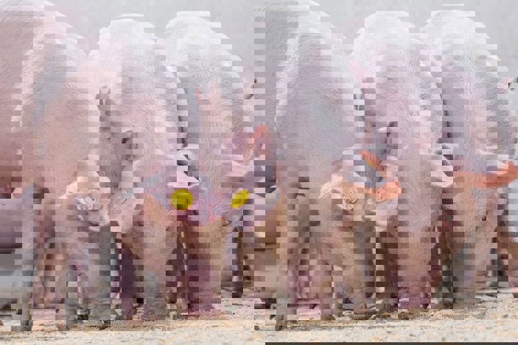 Optimalizace minerálních látek ve výživě