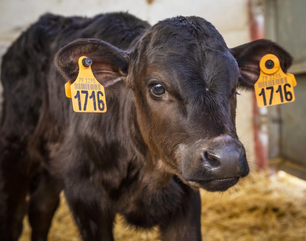 Controlling bovine respiratory disease (BRD) in calves