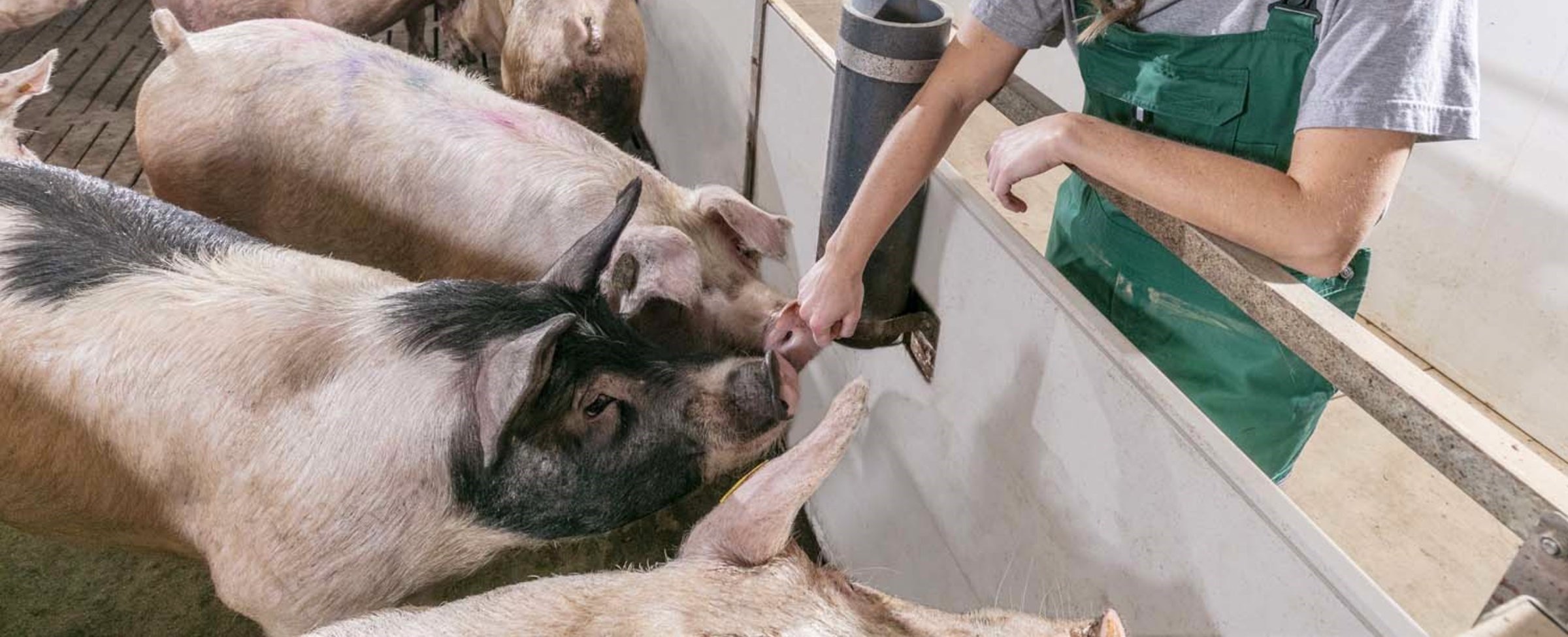 Reducing antimicrobial resistance in sows