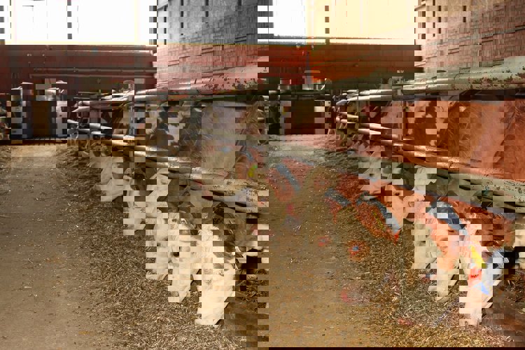 Důsledky pro chovatele