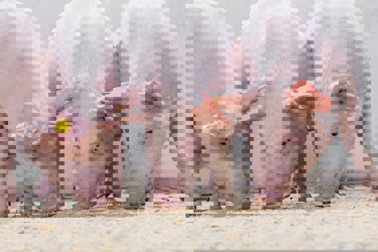 Dosažení optimální užitkovosti