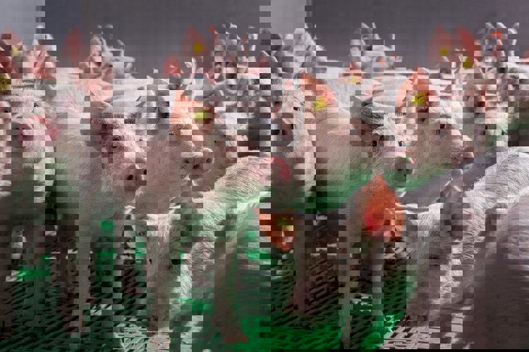 Důsledky pro chovatele