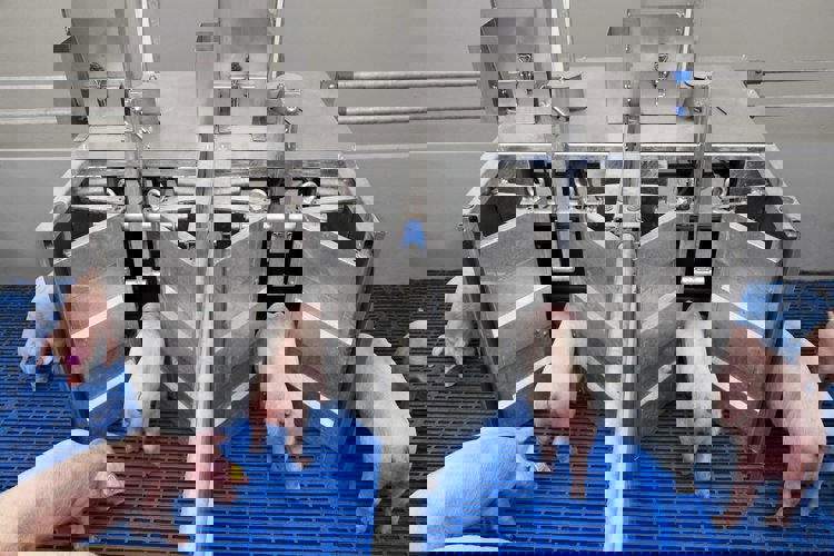 Řízení příjmu krmiva