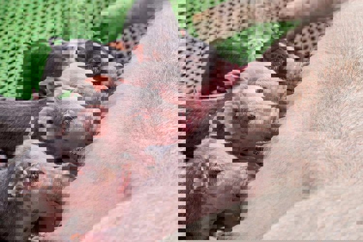 Productia de colostru si lapte