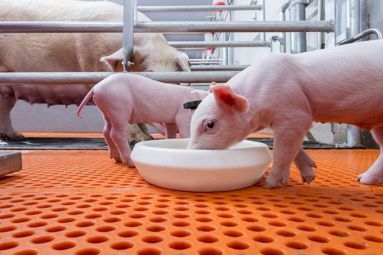 Monitorování kvality vody