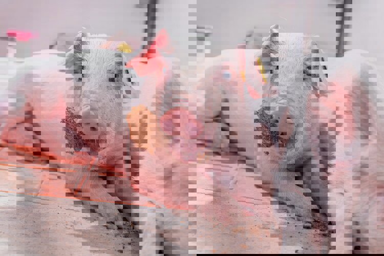 Milkiwean ActiBar - informace