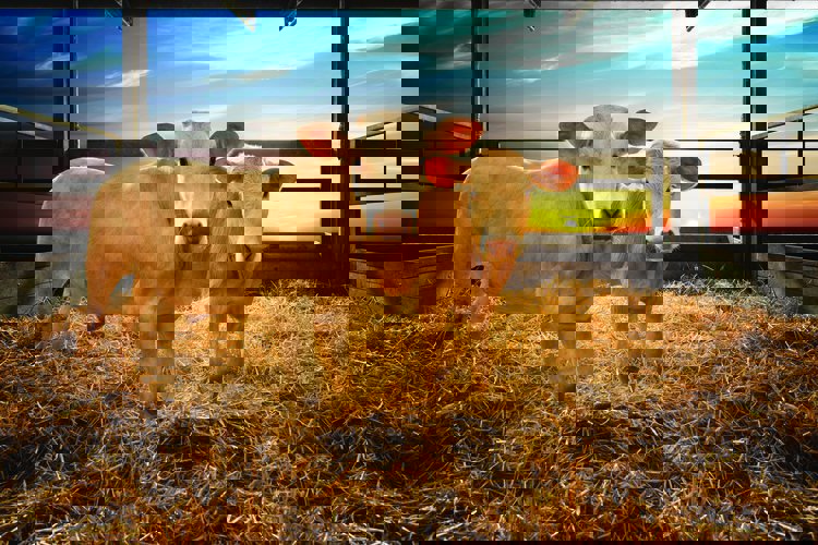 Hladké změny ve výživě