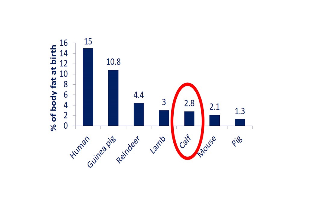 Cum beneficiază vițeii de colostru: