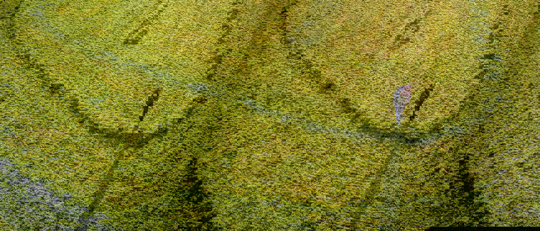 Výzkumné centrum skotu