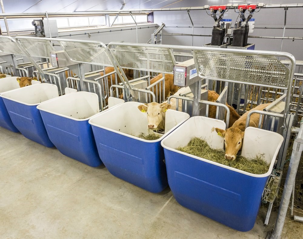 Calf and Beef Research Facility