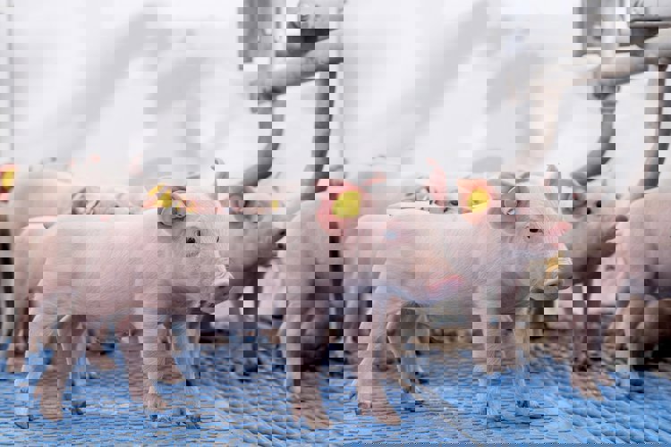 Cum recunoașteți AMR