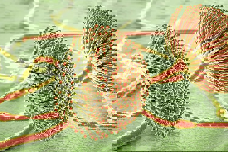 Kontrola mykotoxinů