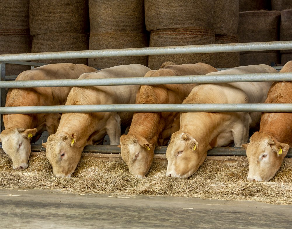 Mineral Optimisation