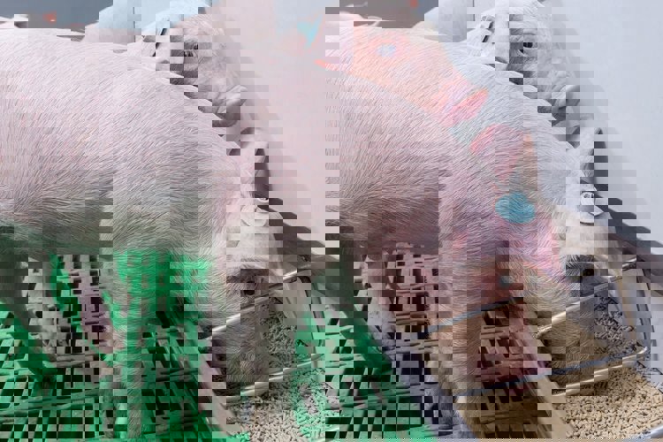 Konzervace krmiva pro selata