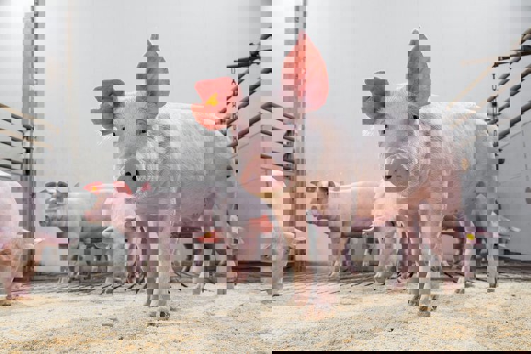 Věci, které nemůžete vidět přímo