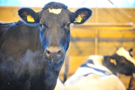 Dairy-cows-TN-01720.JPG